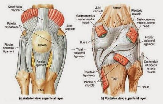 knees ligaments and tendons rome fontanacountryinn com knees ligaments and tendons