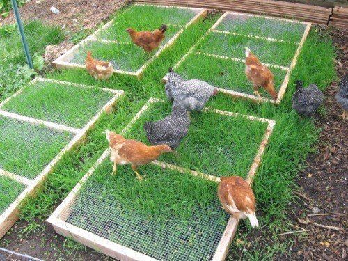 #backyard #chickens #grazing #reclaim #sustain #frames #your #grow #forGrazing Frames for your Backy...