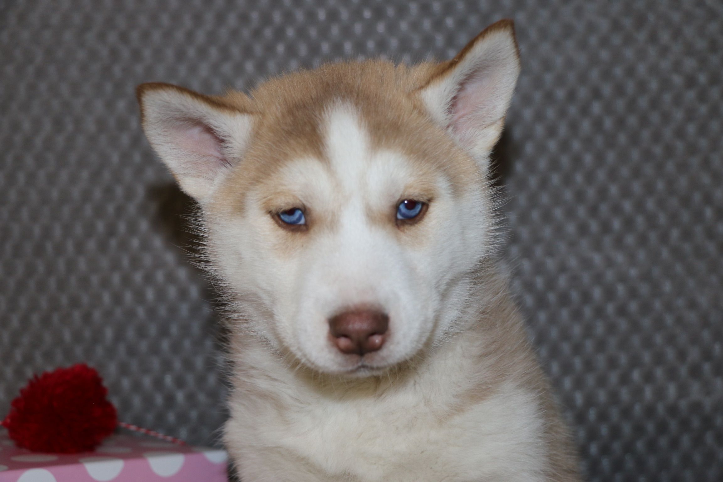 Betsy A Female Akc Siberian Husky Puppy For Sale In Bremen In