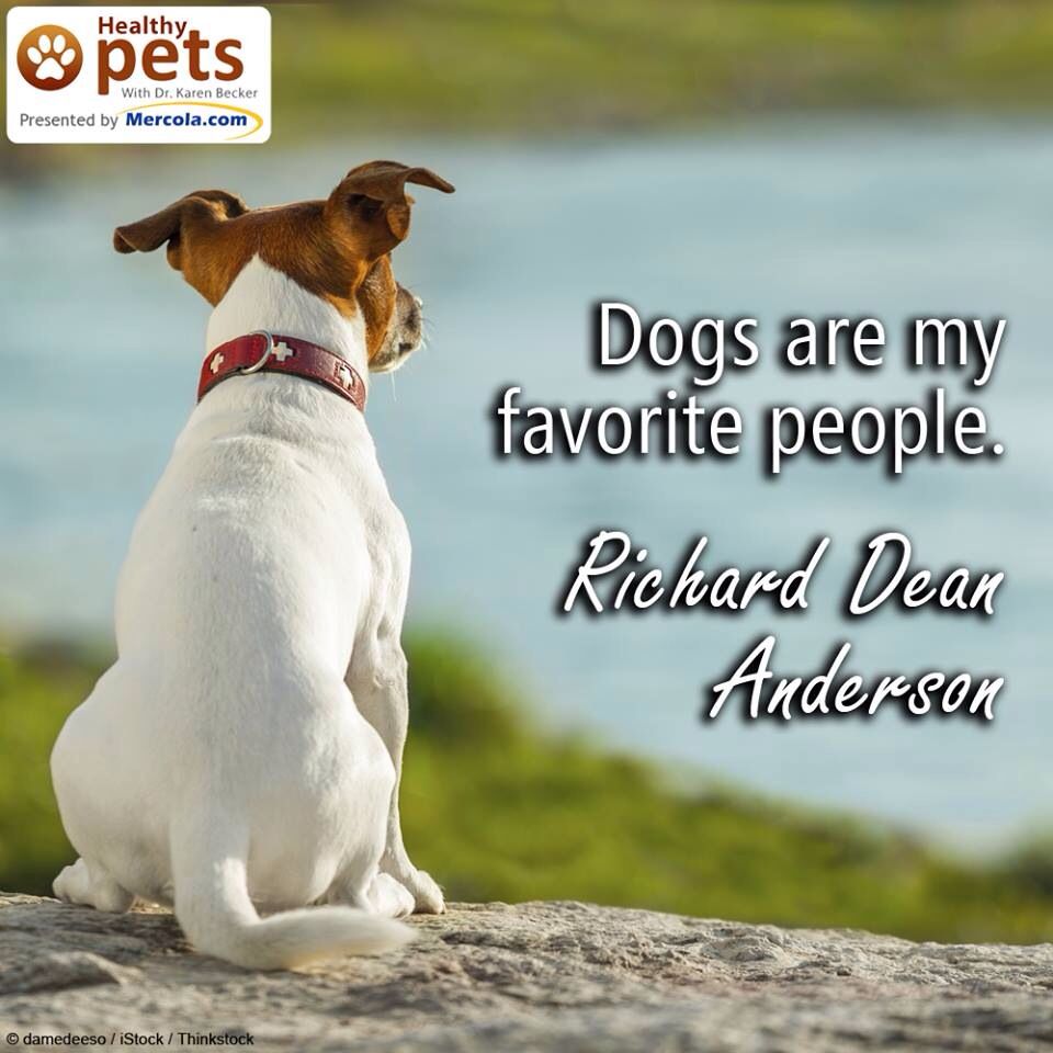 Dogs Are My Favorite People Dogs My Favorite Things Richard Dean Anderson