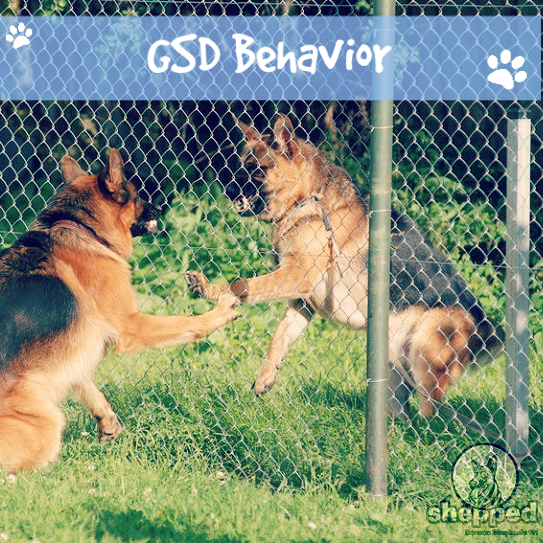 dog trainer for aggressive behavior near me dog trainer for aggressive behavior near me