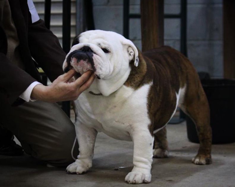 English Bulldog Sire Ac English Bulldog Puppies Bulldog