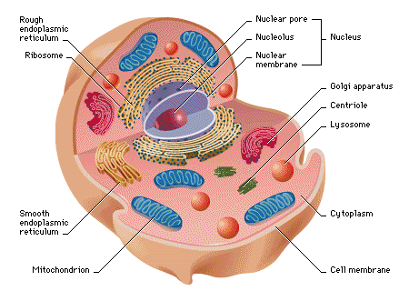 Plant Cell Model Project Materials The Project Plant Cell Project Plant Cell Model Cells Project