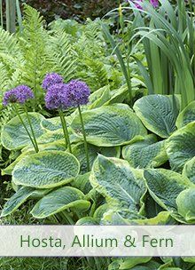 How to Grow Hostas ~ Hosta, Allium and Fern Garden Allium Garden, Shade Garden Plants, Hosta Plants, Garden Shrubs, Foliage Plants, Hostas, Perennials, Flower Garden, Fairy Garden