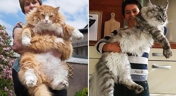 แมว Maine Coon