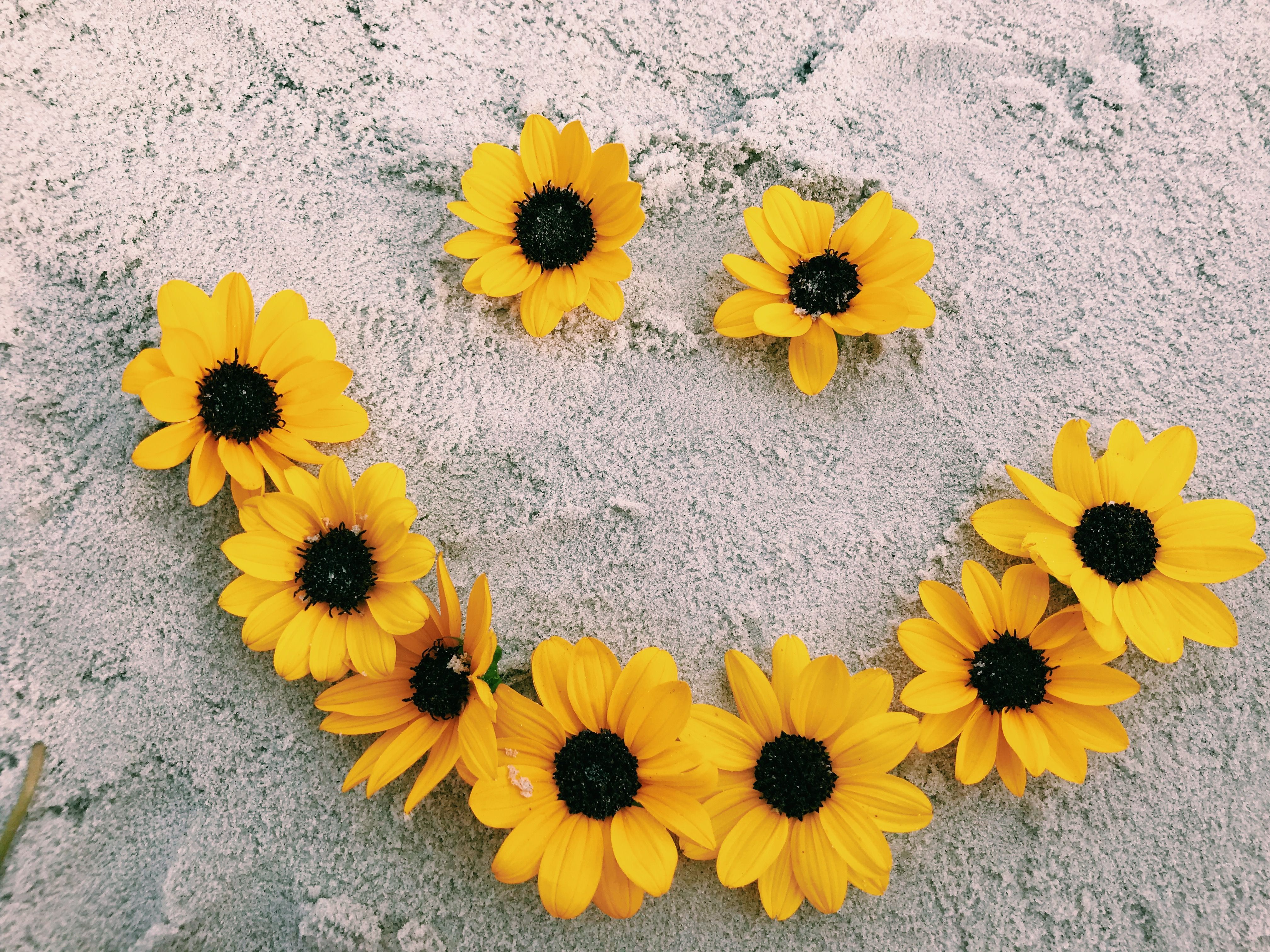 The sunflower is happy ) yellowastheticwallpaperiphone Yellow