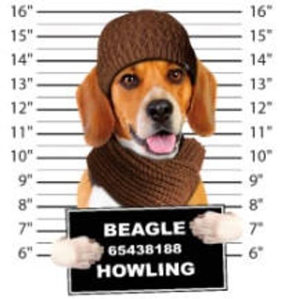 Dogs T Shirts Beagle Howling T Shirt Mens T Shirts Dogs Mugshot T