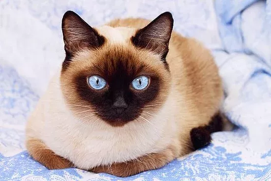 Pretty Blue Eyes Chats Siamois Animaux Chat Pretty Blue Eyes Chats Siamois Animaux Chat