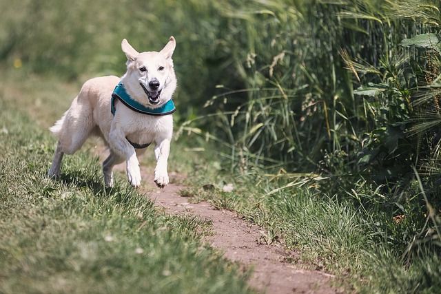 Dog Friendly Places In Boulder Colorado A List Of Dog Friendly