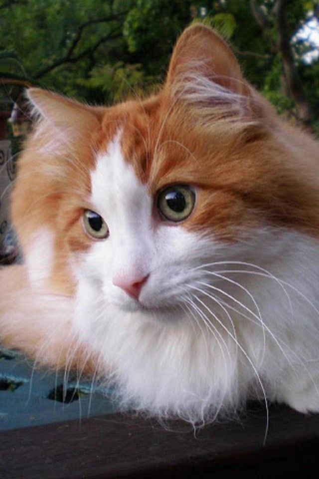 Los gatos siberianos son una raza de gato doméstico que se originó en Siberia, Rusia. Tienen una doble capa gruesa y densa y vienen en muchos colores y patrones. El gato siberiano fue criado por primera vez por los seminómadas de la región siberiana para cazar roedores en su duro clima Cats, Animals, Siberian Cat, Domestic Cat, Rodents, Pets, First Time, Russia, Patterns
