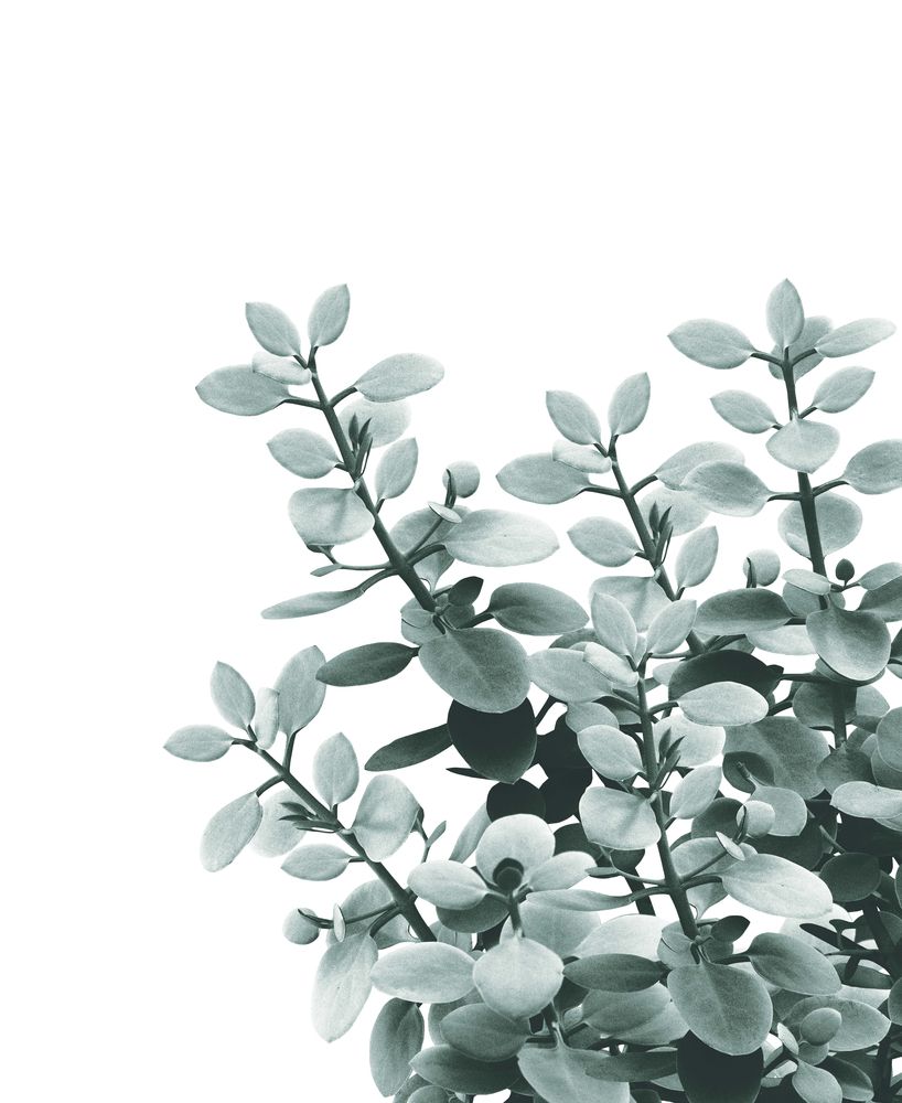 Eucalyptus Leaves Green Vibes #1 #foliage #decor #art #society6 All Over Graphic Tee by Anita's & Bella's Art - Medium Plant Aesthetic, Green Aesthetic, Wall Collage, Wall Art, Diy Plant Hanger, Image Nature, Eucalyptus Leaves, Poster Prints, Art Prints