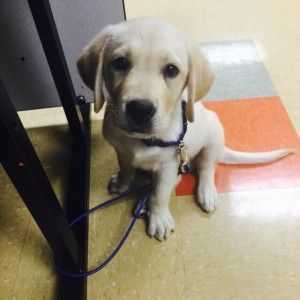 Tether Training For Service Dogs Or Any Other Desired Well Behaved