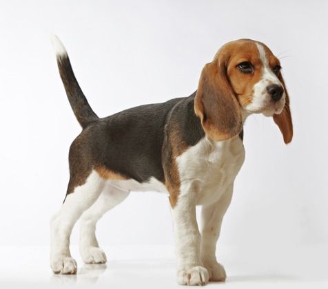 Beagle Hound Photo Beagling Your Way With The Beagles Beagle
