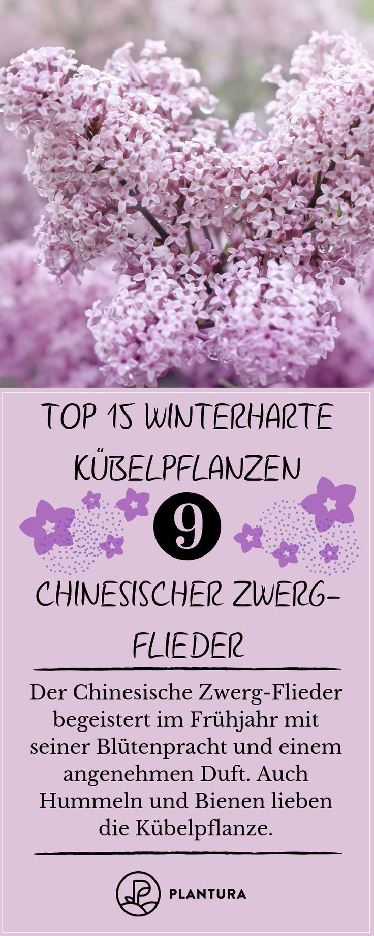 Winterharte Kübelpflanzen: Unsere Top 15 - Plantura #plants