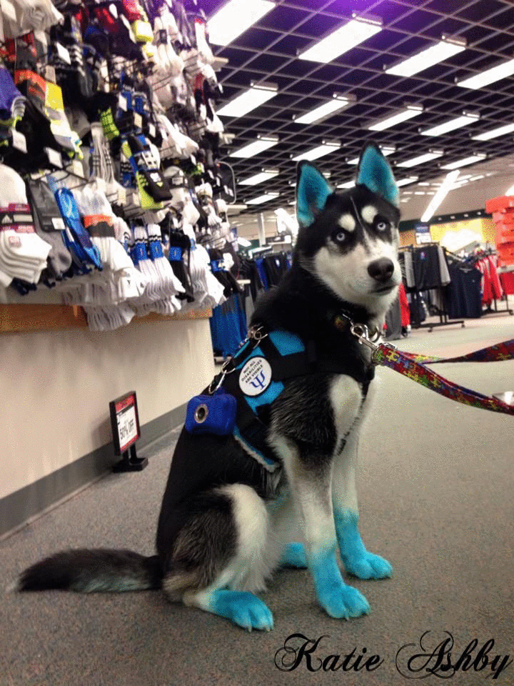 Service Dogs Breeds, Service Dogs Gear, Service Dog Training, Service Dog Vests, Dog Breeds, Malamute Puppies, Husky Dogs, Dogs And Puppies, Autism Service Dogs
