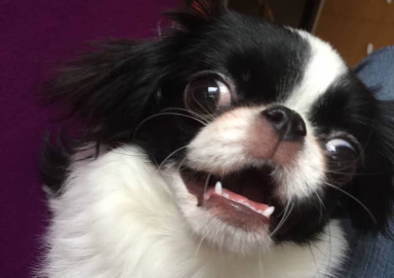 how to groom a japanese chin how to groom a japanese chin