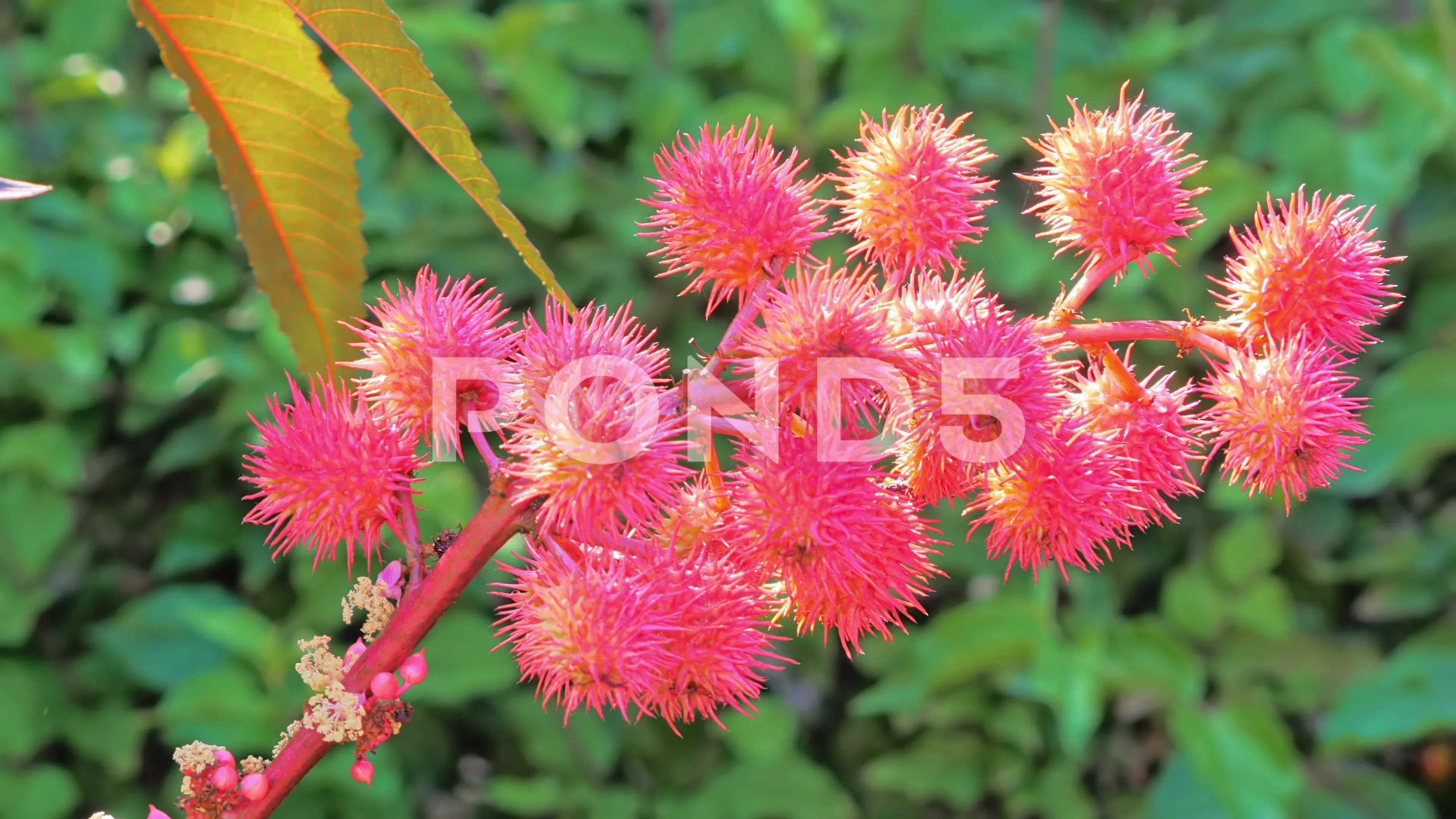 Good-looking Plant With Pink And Green Leaves Good-looking Plant With Pink And Green Leaves
