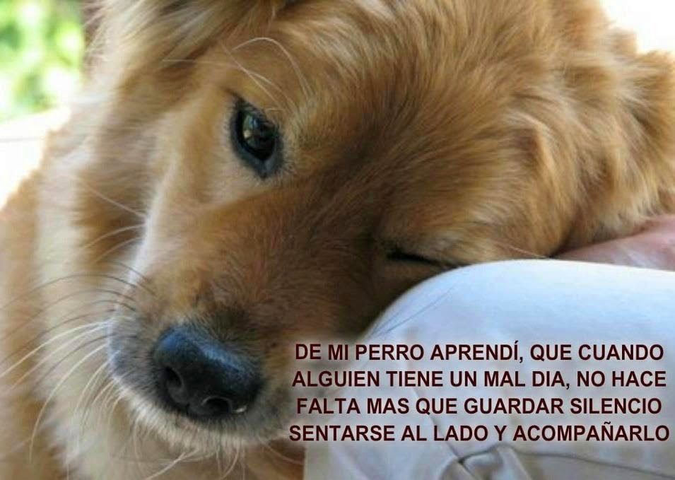 Imagenes De Perros Con Frases Para Amigos Fieles Dog Poems Dog People Cute Cats And Dogs