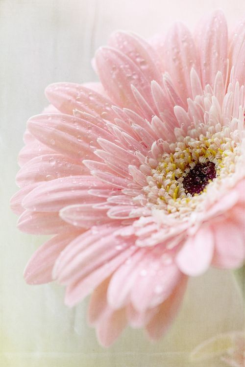 pink gerbera daisy by