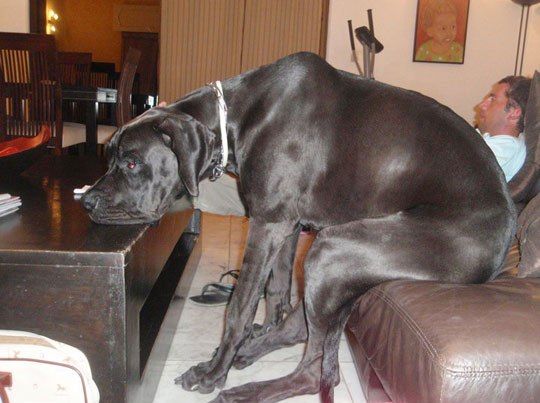 Silly Dog Couches Are For People Huge Dogs Big Dogs Lap Dogs
