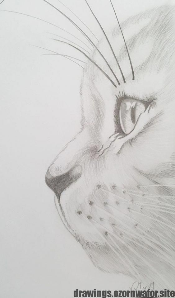 Good Cost Free Pencil Drawing Tutorials Popular Art Drawings Sketches Sketches Drawing Sketches
