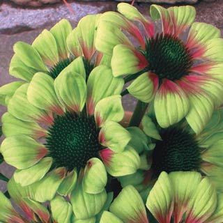 Sara single coneflower