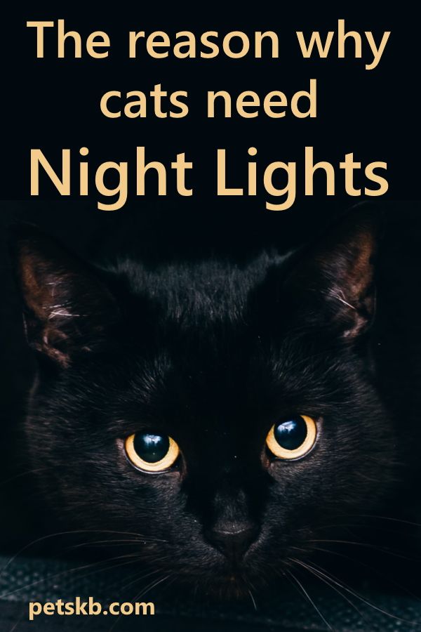 If you're looking for easy ways to spoil your cat we have 18. One is to buy it some night lights. Read our article to see why #cats #catcare #catguide #catinformation Kitten Care, Cat Care, Cat Exercise, Cat Attack, Senior Cat, Cat Parenting, Cats And Kittens, White Kittens, Ragdoll Kittens