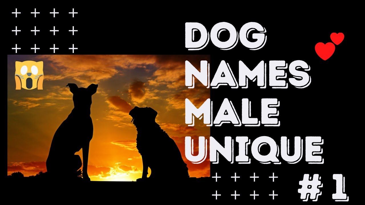 Dog Names Male Unique 25 Unique Male Dog Names 2021 With Meaning 1 dog-names-male-unique-25-unique-male-dog-names-2021-with-meaning-1