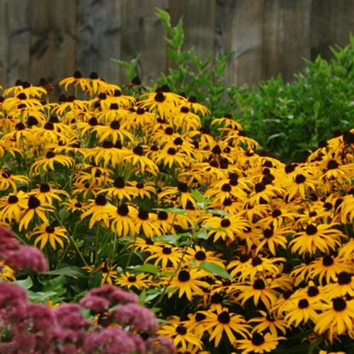 Goldsturm BlackEyed Susan Rudbeckia fulgida Proven Winners