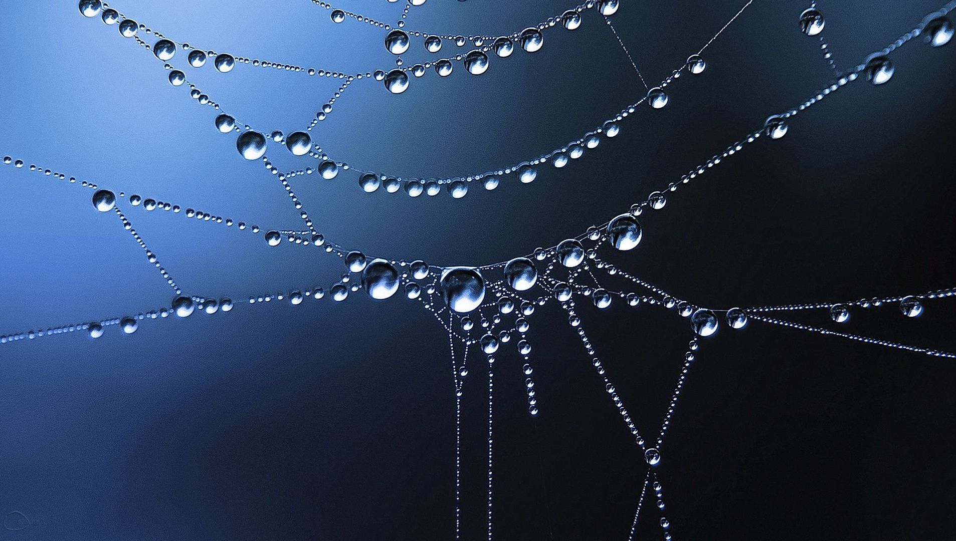 Frozen Waterdrops On Spider Web Wallpaper Frozen Waterdrops On Spider Web Wallpaper