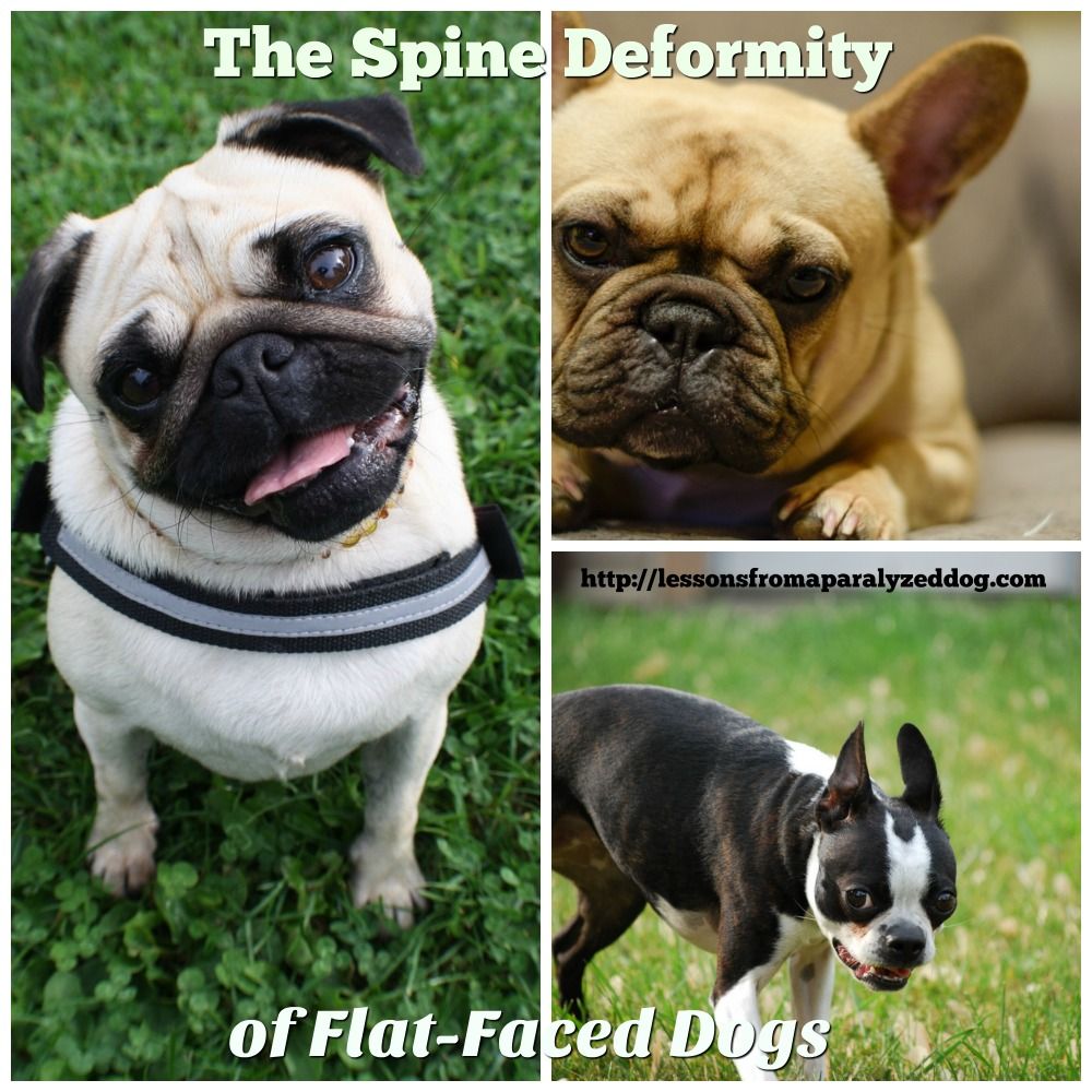 Hemivertebrae The Spine Deformity In Flat Face Dogs Dogs