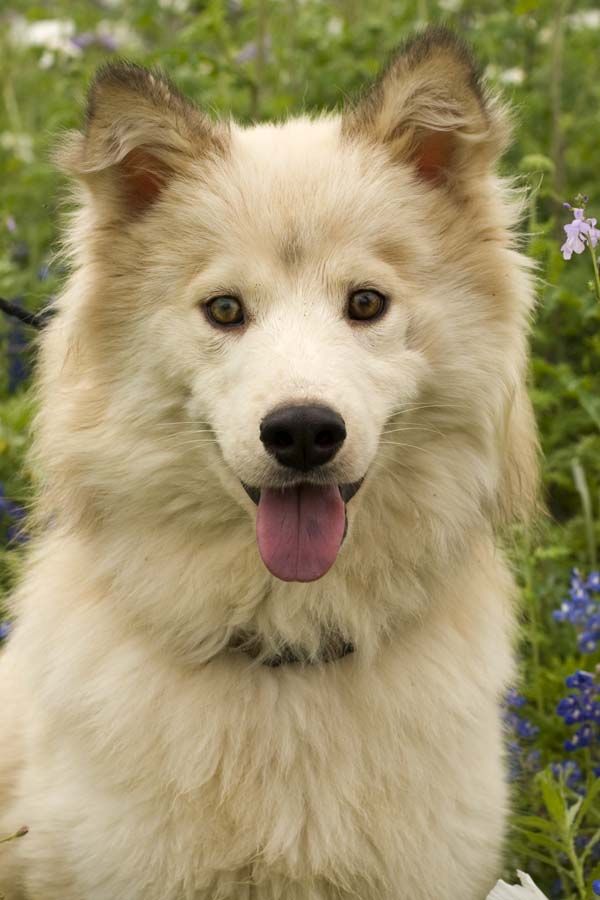 Alice Is An Adoptable Husky American Eskimo Mix In San Antonio