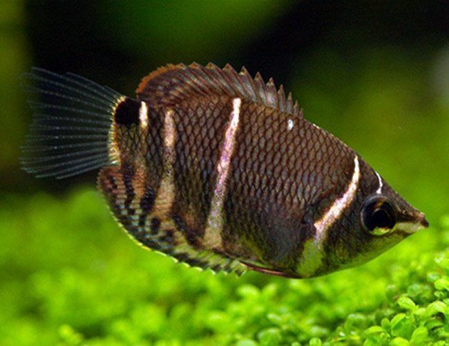 Chocolate Gourami Fish | Arizona Aquatic Gardens