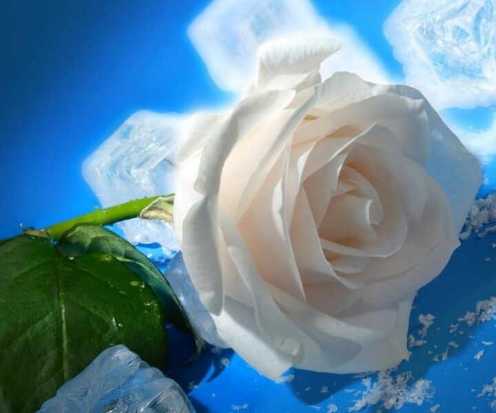 Wallpaper Flower White Rose Love So pretty | Rose flower wallpaper, White rose flower, White roses