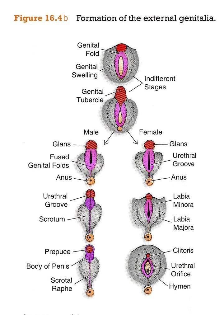 Homologous Structures The Formation Of The External