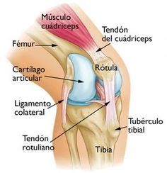 Condromalacia Rotuliana Qué Es Y Cuales Son Las Causas Síntomas Y Tratamiento Anatomía De La Rodilla Anatomia Y Fisiologia Humana Anatomia Y Fisiologia