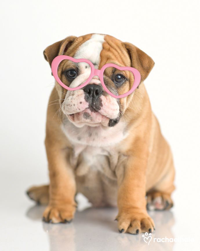 Lola British Bulldog Daily Pet Calendar For January 16 2013