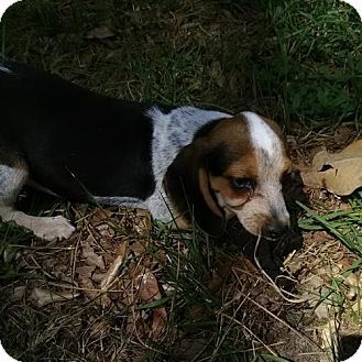 Venice Fl Beagle Meet Molly Orlando Chapter A Puppy For