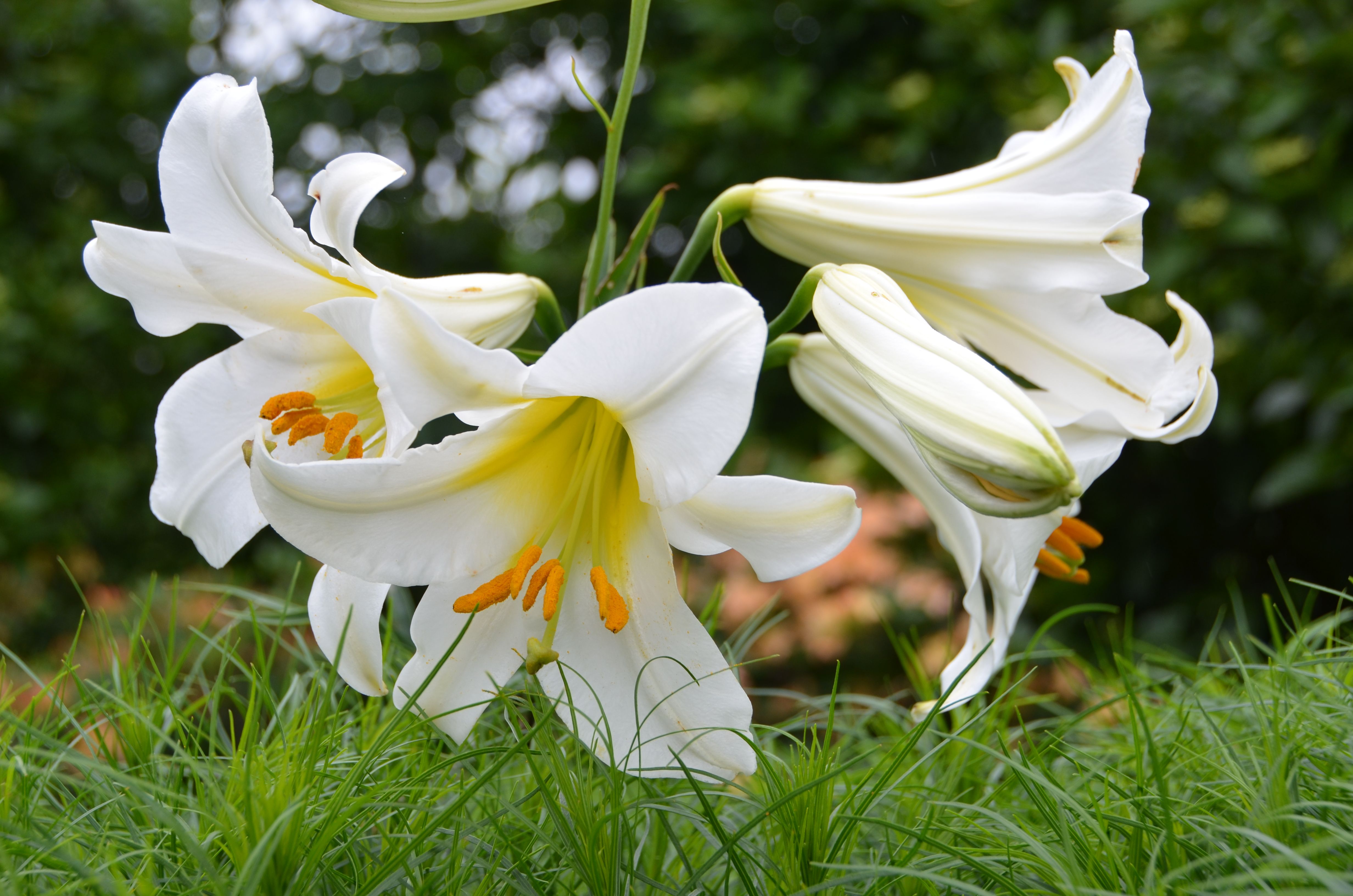 Lilium regale (regal lily) at Coastal Maine Botanical Gardens. Botanical gardens, Lilium Lilium regale (regal lily) at Coastal Maine Botanical Gardens. Botanical gardens, Lilium