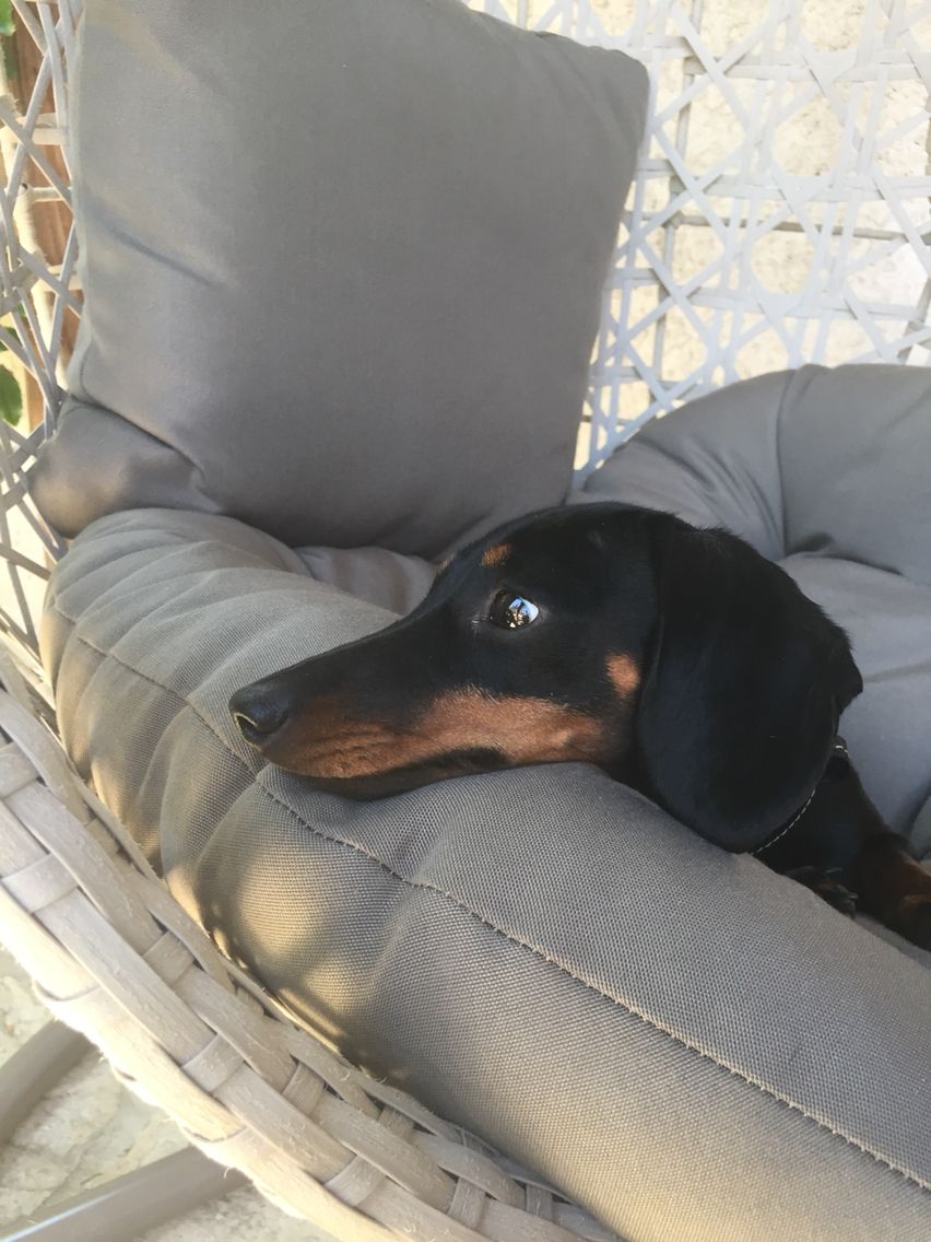 Jade Teckel Kaninchen Dachshunds Dachshund Love Dog Love