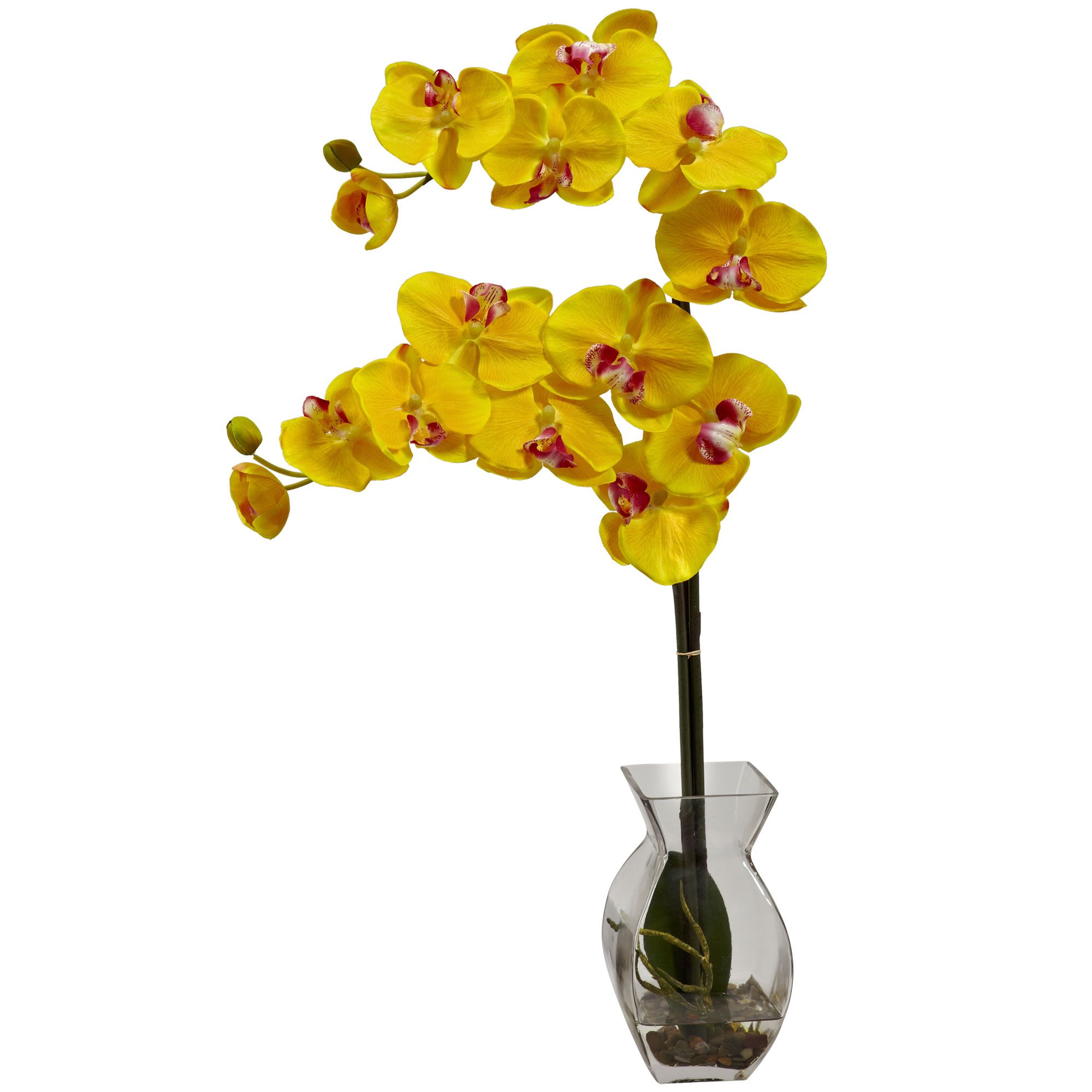 A Modern Spotted Yellow Phalaenopsis Phalaenopsis Orchid Care Phalaenopsis Orchid Orchid Care