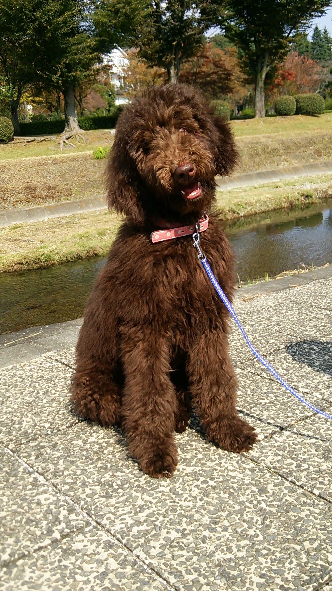 Pin On Standardpoodle Pin On Standardpoodle