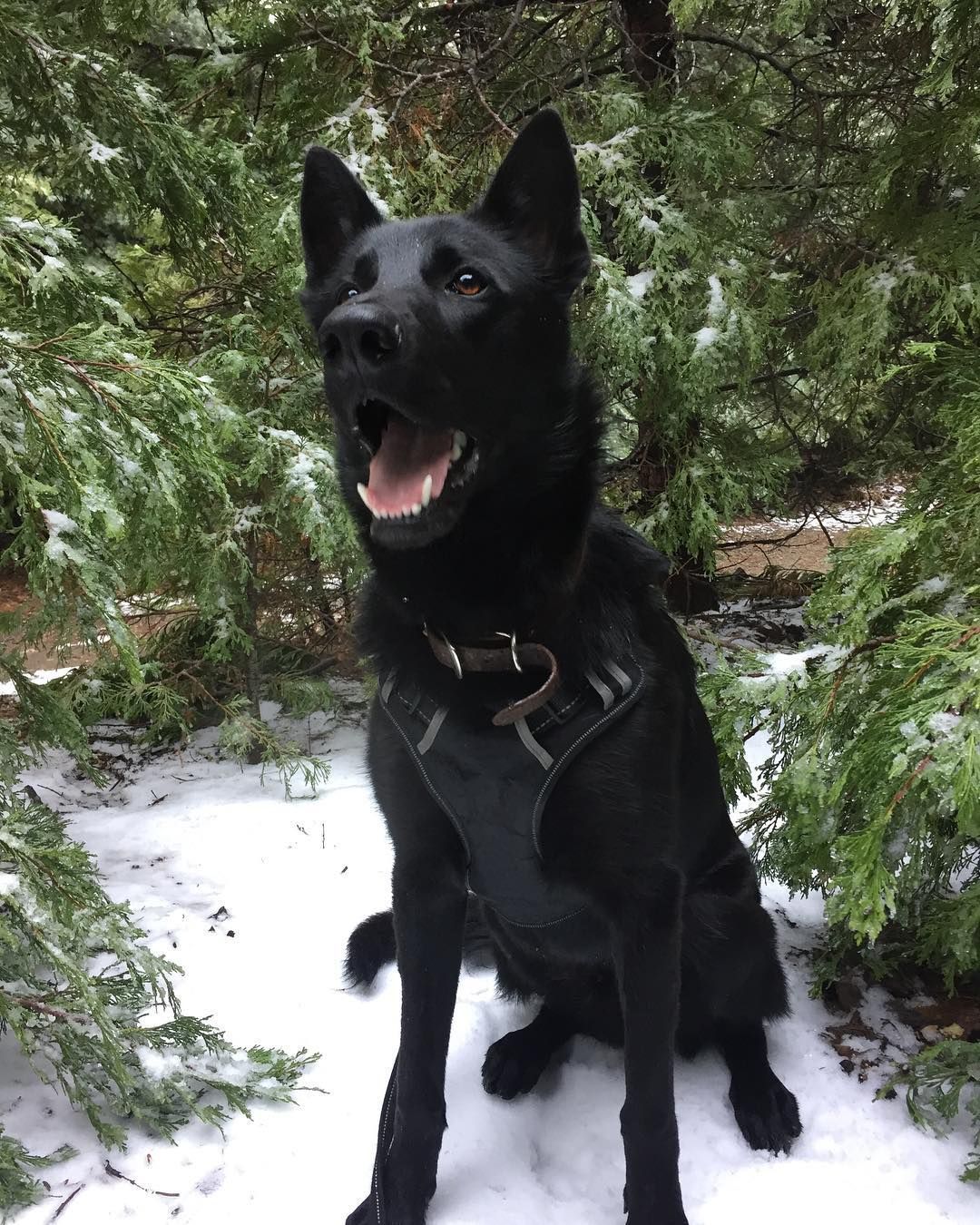 Some People Think The Black German Shepherd Is A Result Of A