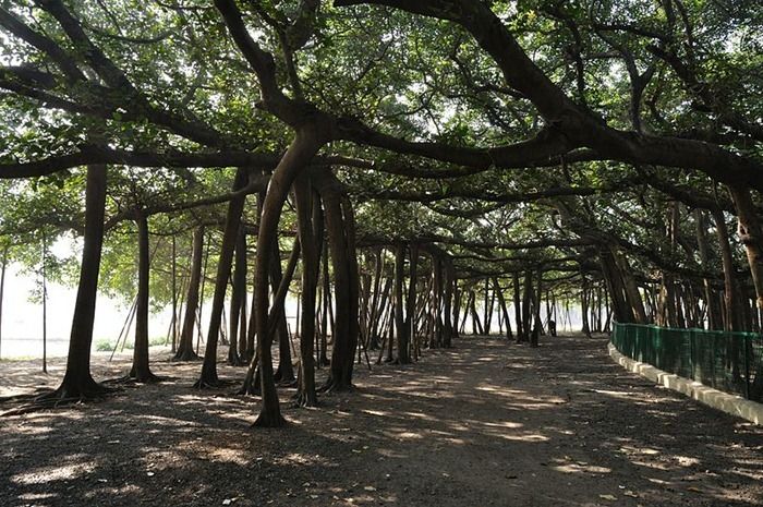 The Great Banyan Tree Amusing Planet Banyan Tree Beautiful Tree Tree