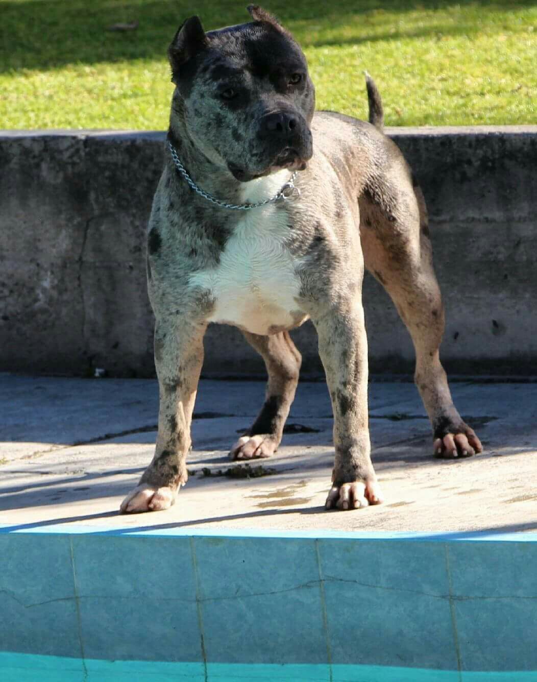 Merle American Bully Bully Breeds Pitbull Terrier