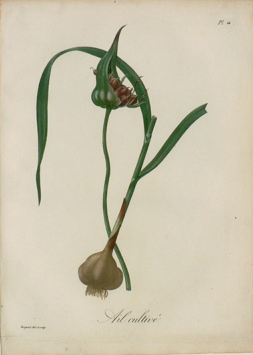 Pin By Modernizor On Botanica With Images Botanical
