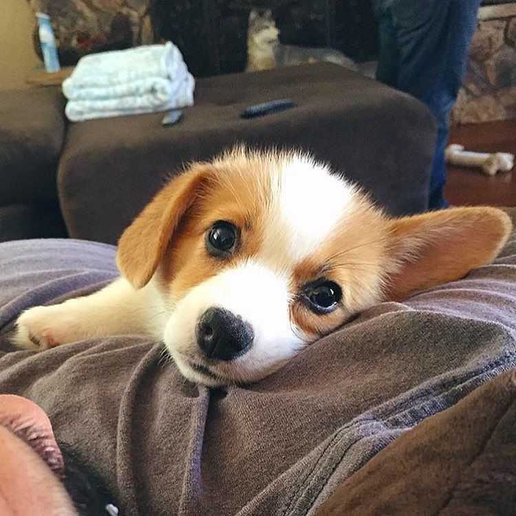 Pin By Daryl Duvall On Indian Pariah Dog In 2020 Cute Baby