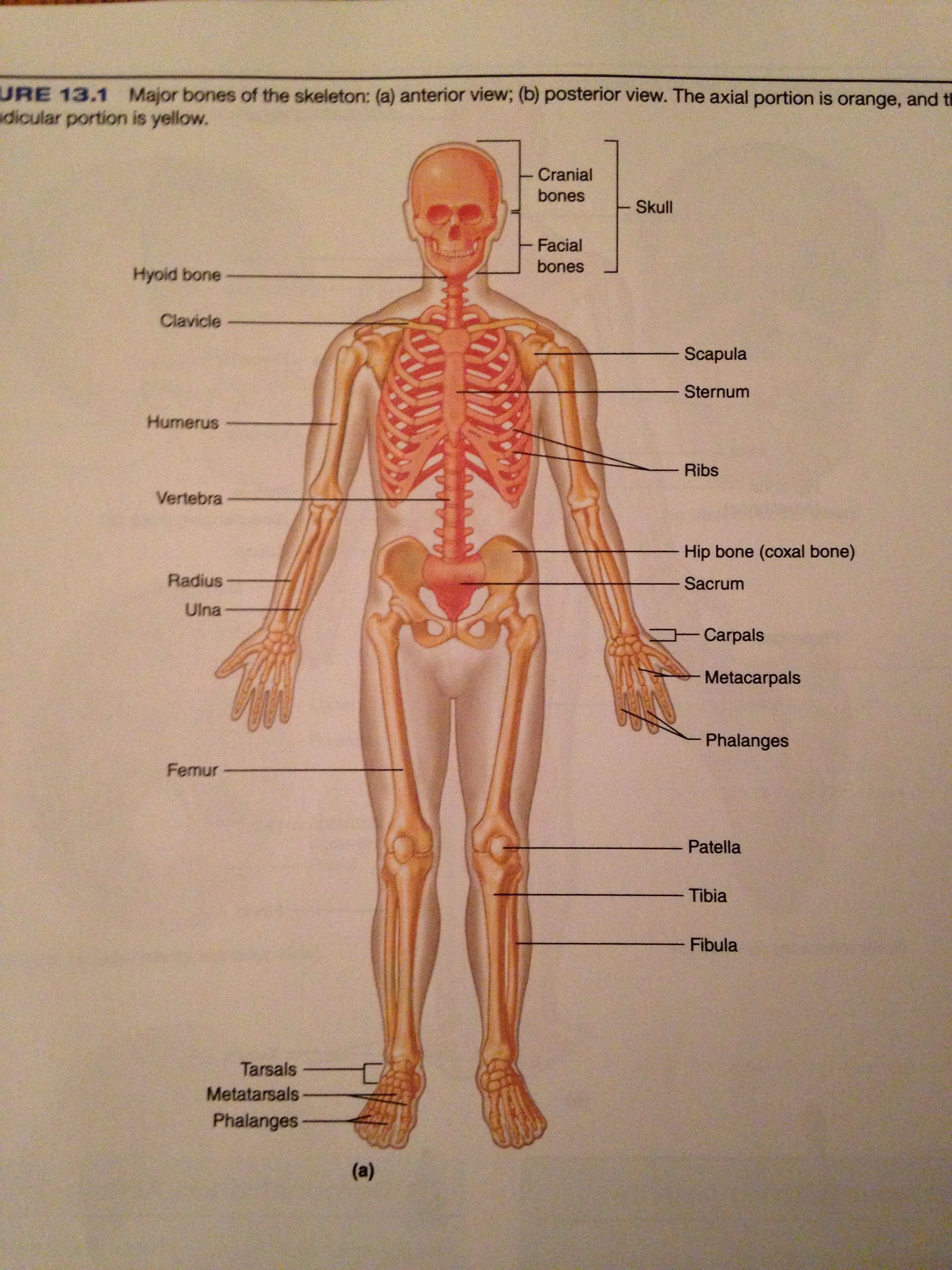 Major Bones Anterior View