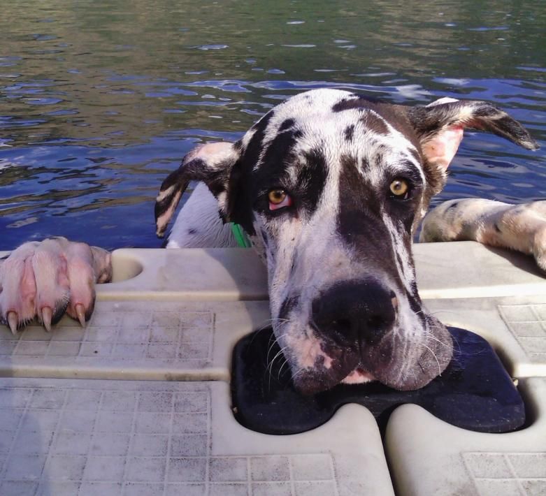 Silly Danes Www Kootenaidanes Com Kootenai Great Danes Our