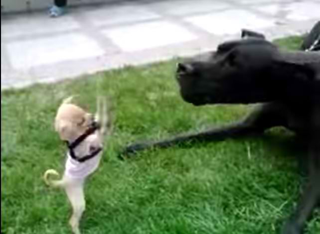 Chihuahua S Play Fight With Great Dane Goes Viral Great Dane